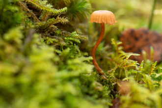 moss and mushroom up close