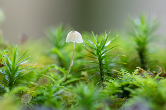 single delicate mushroom on woodland floor