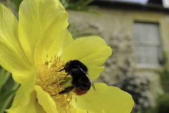 Queen Red-tailed bumblebee feeding on yellow tree peony