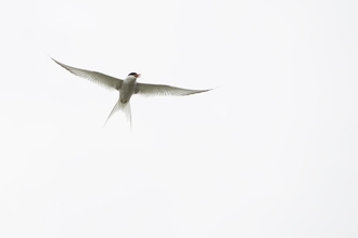 Arctic Tern (Sterna paradisaea) against white sky