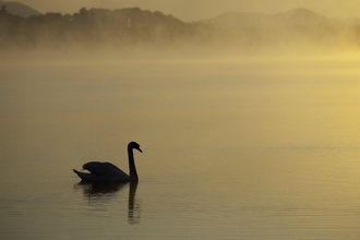 Mute swan (Cygnus olor) on River Spey at dawn in spring, Scotland
