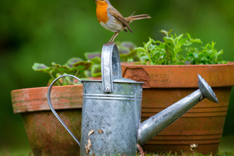 Robin standing on a watering can with plant pots in background