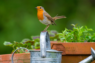 Robin standing on a watering can with plant pots in background