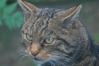 Wildcat image by Steward McDonald