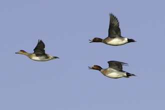 Two drake Wigeon (Anas penelope) pursue a duck in a courtship chase over flooded marshland on a sunny winter afternoon. Greylake RSPB reserve, Somerset Levels, UK, January.