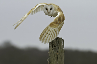 barn owl landing on fence post -Russell Savory