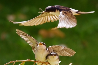 House martin feeding fledglings