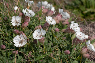 sea campion