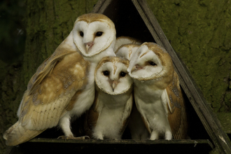 barn owl family credit Russell Savory