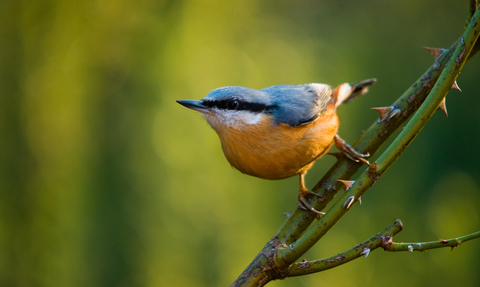 Nuthatch