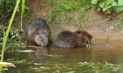 Two beaver kits eating vegetation on the River Otter, Devon