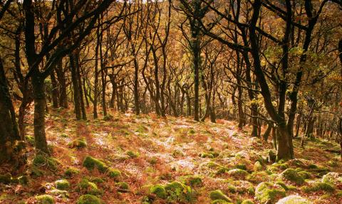 Dart Valley woodland in autumn