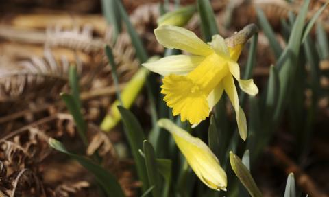 Wild daffodils growing in the woodland at Dunsford nature reserve