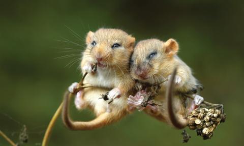 Two dormice cuddling on a seed head