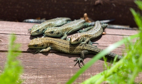 Four common lizards bask on a log