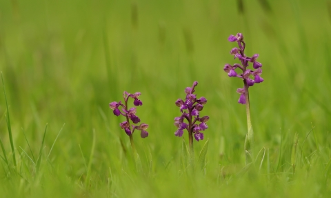 Three green winged orchids in a grassy field