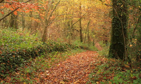 Halsdon path in the Autumn