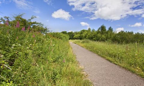 Path and hedgerow at Halwill Junction
