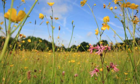 Flowers growing at Meshaw culm grassland