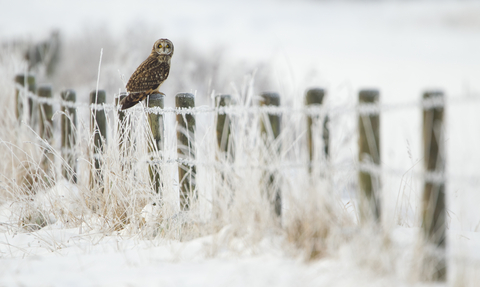 Short-eared owl sat on a post in the snow