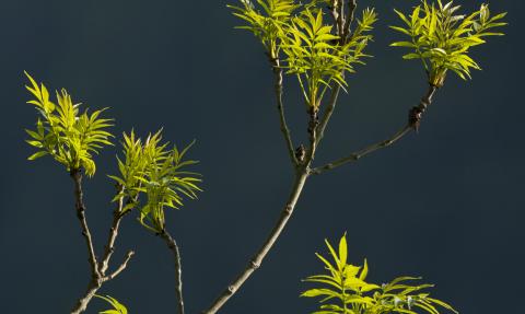 Ash leaves (Fraxinus excelsior) spring foliage