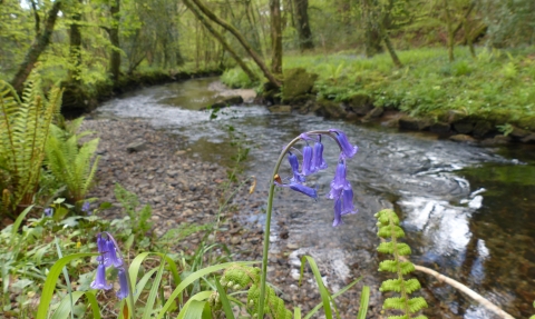 River through New England Wood with bluebells