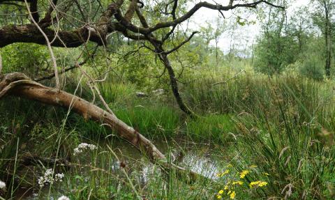 Ponds and habitat created by beavers in the enclosed beaver project area 