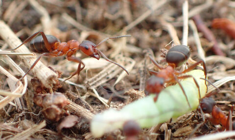 Narrow-headed ants (formica exsecta) on the ground