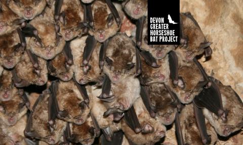 Greater horseshoe bats hanging in a cave