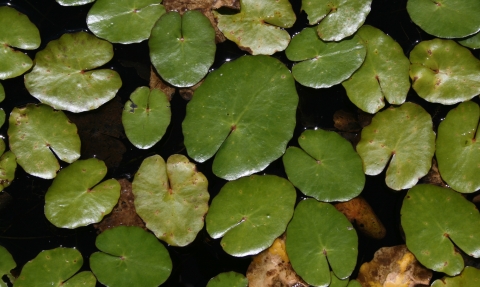 Lily pads at Little Bradley Ponds