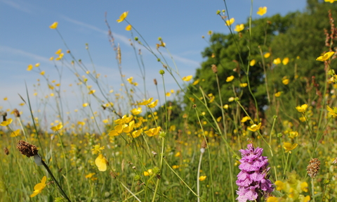 Wildflowers in grassland