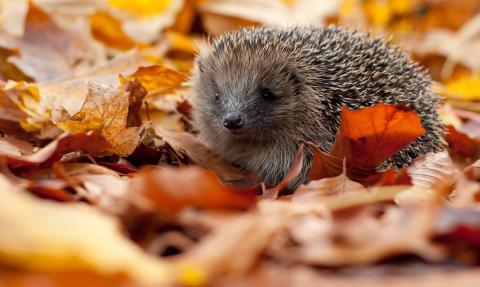 Hedgehog in autumn leaves 