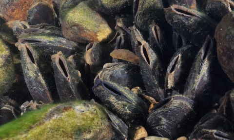 Freshwater pearl mussel in a river bed