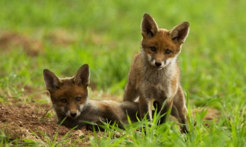Two fox cubs playing