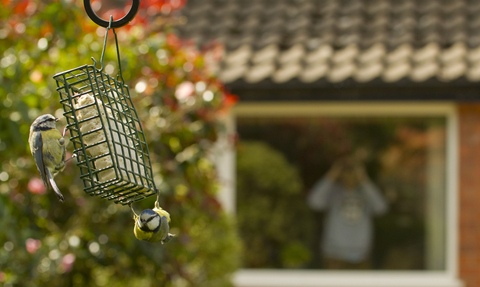Blue tit on feeder with house in background