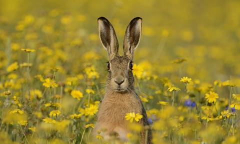 Brown hare in a field of corn marigolds
