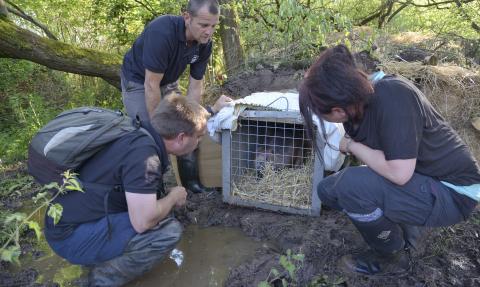 Beaver at the River Otter about to be released