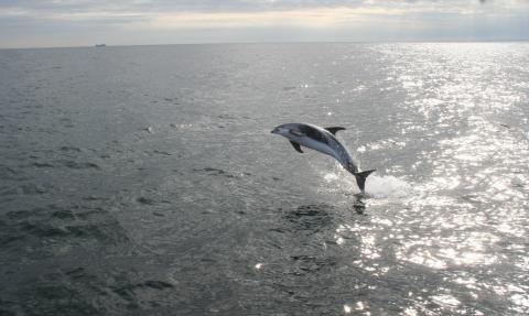 White beaked dolphin