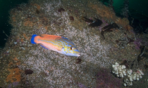 Cuckoo wrasse swimming