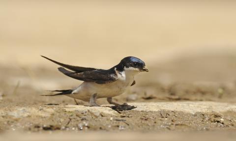House martin on the ground