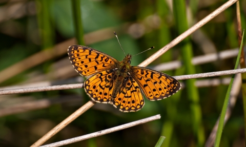 Small pearl-bordered fritillary resting on a grass