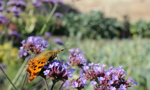 Comma butterfly on verbena flowers