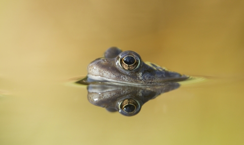 Common frog in garden pond in spring