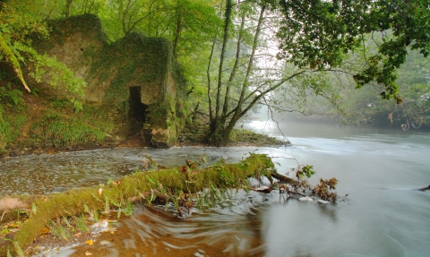 River Torridge at Halsdon nature reserve