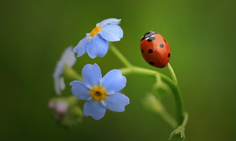 7 spot ladybird on a forget-me-not