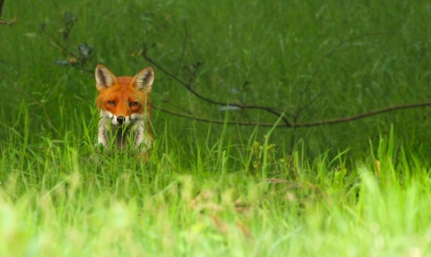 Fox sitting in a field