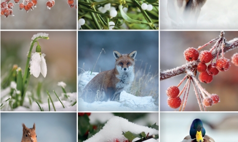 Devon Wildlife Trust Christmas card