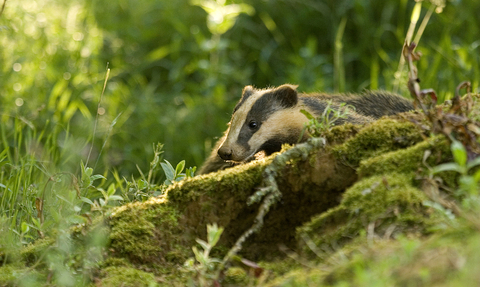 Badger