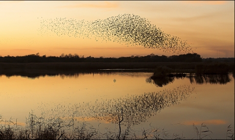 Starling murmation at sunset flying over water