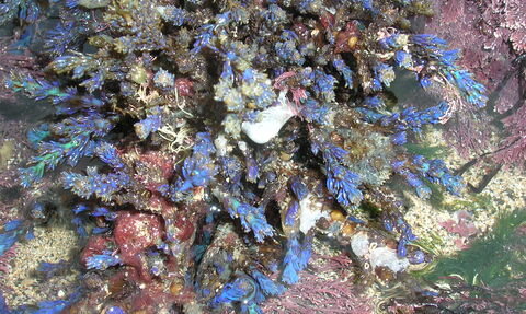 Rainbow wrack